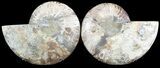 Cut & Polished Ammonite Fossil - Agatized #47718-1